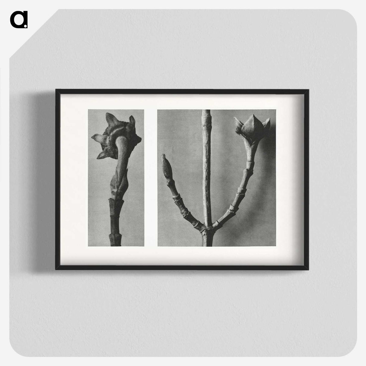 2-26_Karl-Blossfeldt_blk