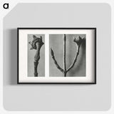 2-26_Karl-Blossfeldt_blk