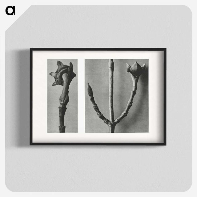 2-26_Karl-Blossfeldt_blk