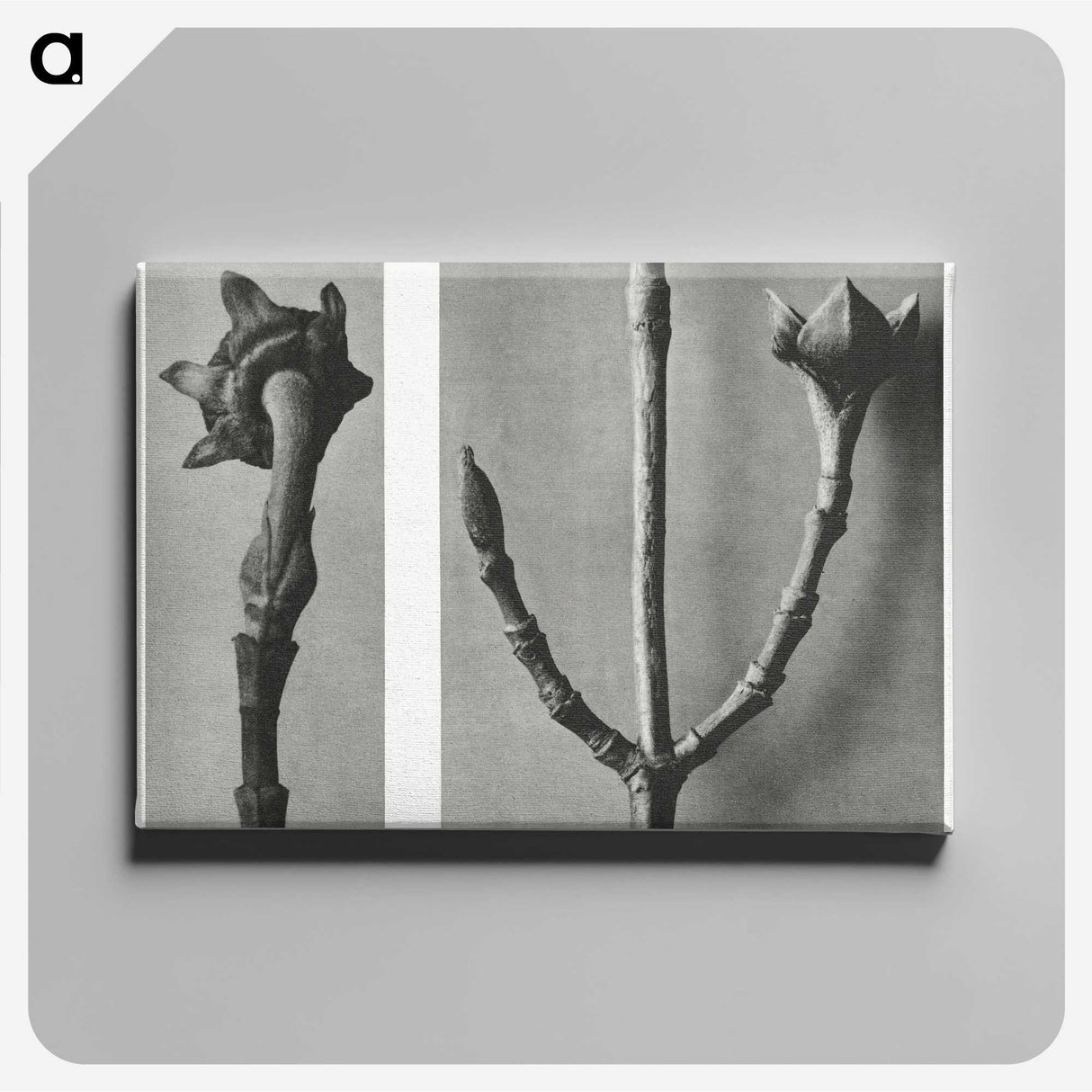 2-26_Karl-Blossfeldt_canvas