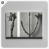 2-26_Karl-Blossfeldt_canvas