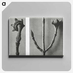 2-26_Karl-Blossfeldt_canvas