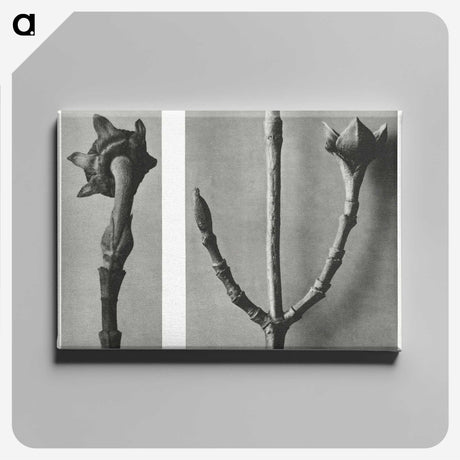 2-26_Karl-Blossfeldt_canvas