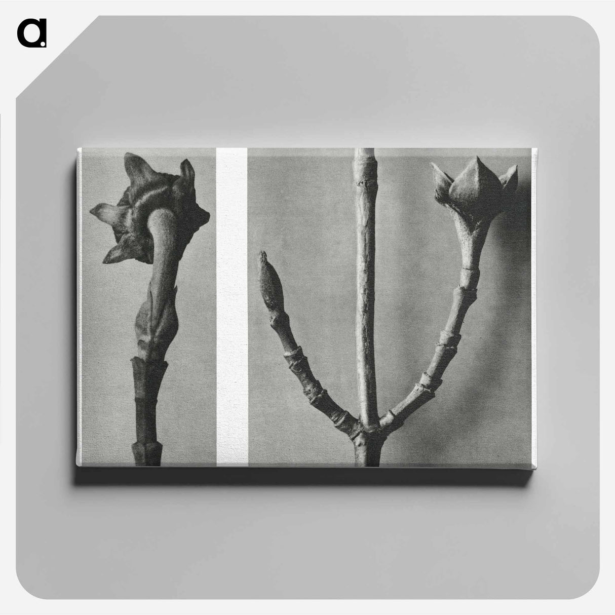 Cornus Nuttallii (Pacific Dogwood) young shoot enlarged 5 times and Cornus Officinalis (Common Dogwood) ramifications enlarged 8 times - カール ブロスフェルト Canvas.