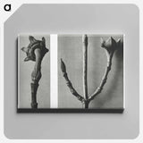 Cornus Nuttallii (Pacific Dogwood) young shoot enlarged 5 times and Cornus Officinalis (Common Dogwood) ramifications enlarged 8 times - カール ブロスフェルト Canvas.