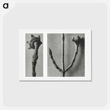 アートポストカード-Cornus Nuttallii (Pacific Dogwood) young shoot enlarged 5 times and Cornus Officinalis (Common Dogwood) ramifications enlarged 8 times - カール ブロスフェルト Postcard.