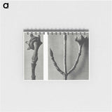 2-26_Karl-Blossfeldt_memo