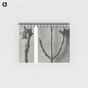 2-26_Karl-Blossfeldt_memo