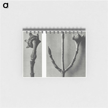 2-26_Karl-Blossfeldt_memo