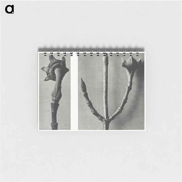 2-26_Karl-Blossfeldt_memo