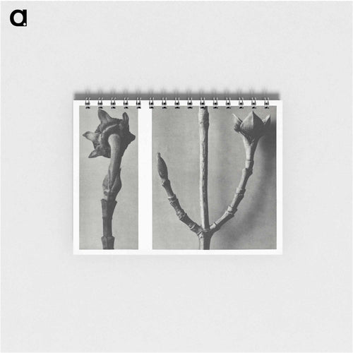 Cornus Nuttallii (Pacific Dogwood) young shoot enlarged 5 times and Cornus Officinalis (Common Dogwood) ramifications enlarged 8 times - Karl Blossfeldt Memo.