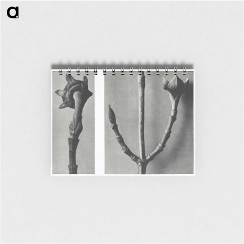 Cornus Nuttallii (Pacific Dogwood) young shoot enlarged 5 times and Cornus Officinalis (Common Dogwood) ramifications enlarged 8 times - カール ブロスフェルト Memo.