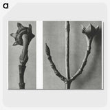 2-26_Karl-Blossfeldt_picture-crop