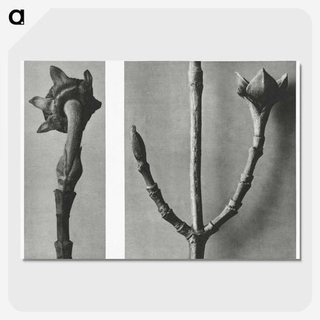 2-26_Karl-Blossfeldt_picture-crop