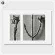 2-26_Karl-Blossfeldt_picture