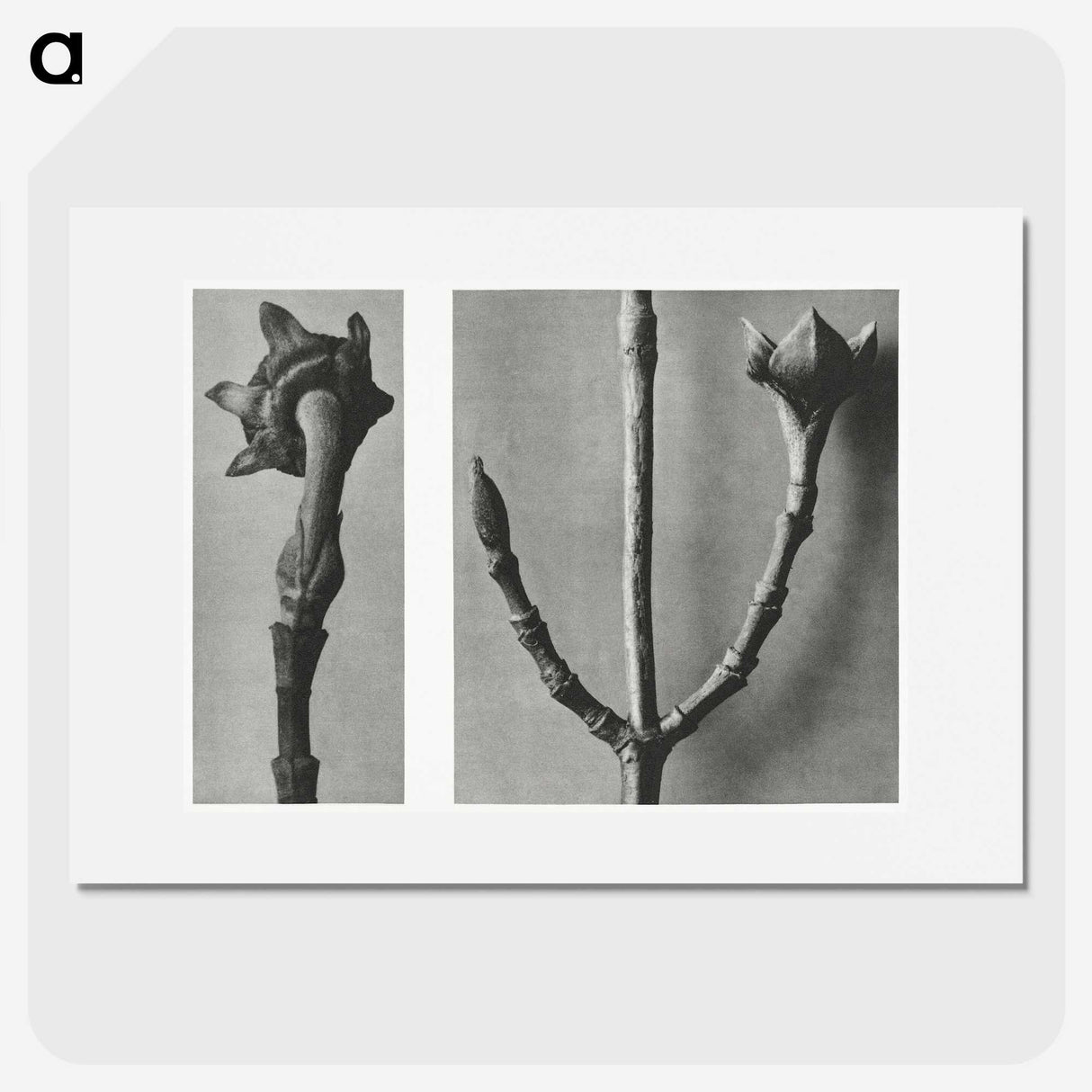 2-26_Karl-Blossfeldt_picture