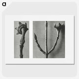 2-26_Karl-Blossfeldt_picture