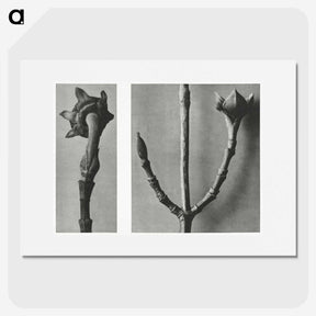 2-26_Karl-Blossfeldt_picture