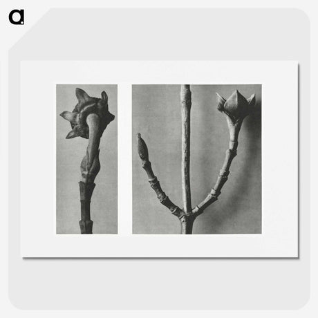 2-26_Karl-Blossfeldt_picture