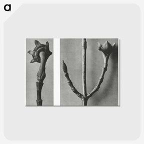 2-26_Karl-Blossfeldt_postcard