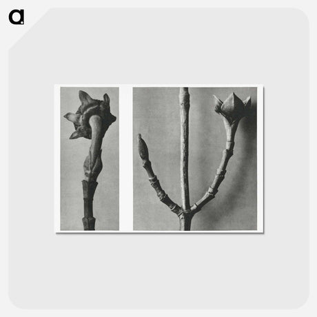 アートポストカード-Cornus Nuttallii (Pacific Dogwood) young shoot enlarged 5 times and Cornus Officinalis (Common Dogwood) ramifications enlarged 8 times - カール ブロスフェルト Postcard.