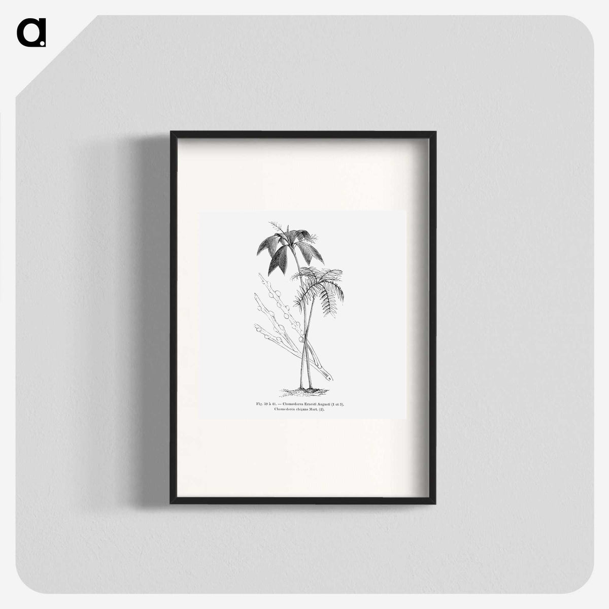 2-26_Les-Palmiers-Histoire-Iconographique_blk