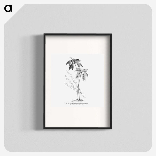 2-26_Les-Palmiers-Histoire-Iconographique_blk