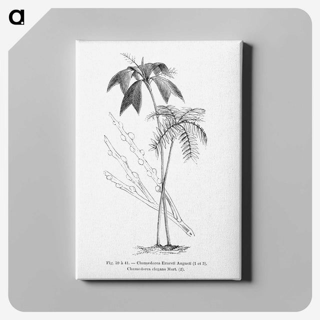 2-26_Les-Palmiers-Histoire-Iconographique_canvas