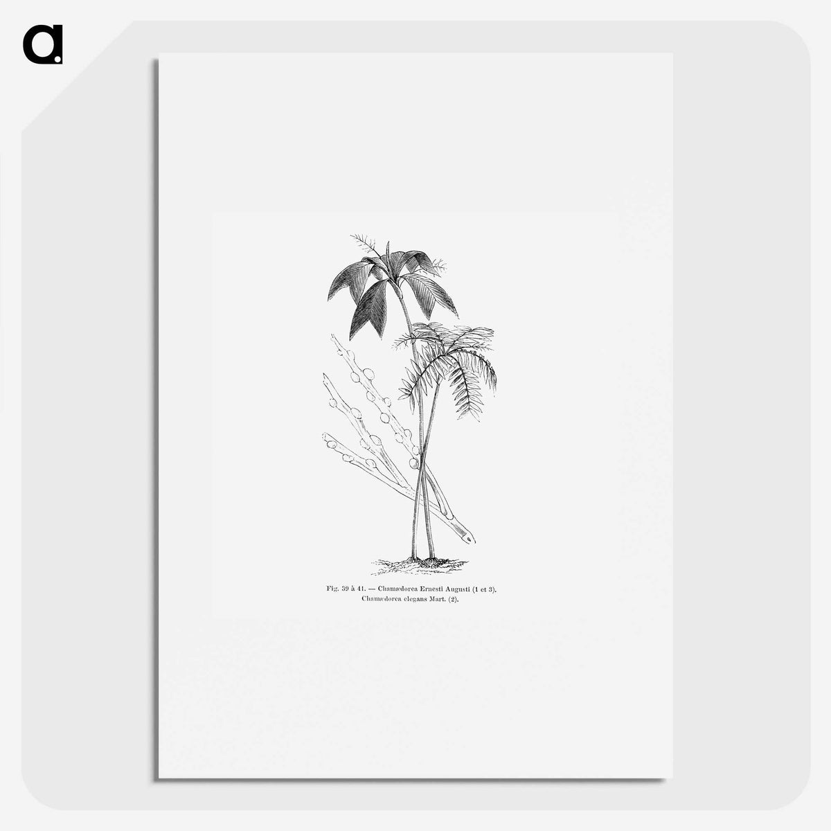 2-26_Les-Palmiers-Histoire-Iconographique_picture