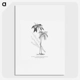 2-26_Les-Palmiers-Histoire-Iconographique_picture