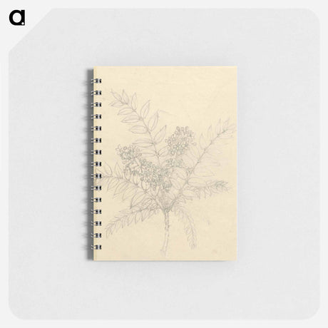 アートメモ帳-Clausena anisata
 - ルイージ バルガーニ Memo.