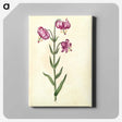 2-26_Maria-Sibylla-Merian_canvas