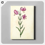アートパネル-Lilium Martagon
 - マリア ジビーラ メーリアン Canvas.