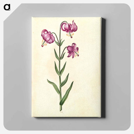 アートパネル-Lilium Martagon
 - マリア ジビーラ メーリアン Canvas.