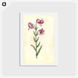 アートポストカード-Lilium Martagon
 - マリア ジビーラ メーリアン Postcard.
