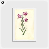 アートポストカード-Lilium Martagon
 - マリア ジビーラ メーリアン Postcard.