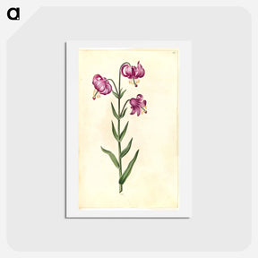 アートポストカード-Lilium Martagon
 - マリア ジビーラ メーリアン Postcard.