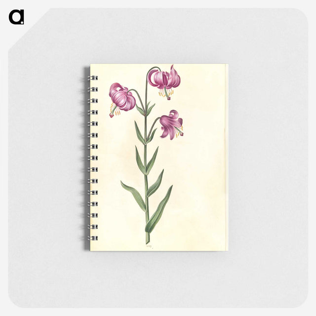2-26_Maria-Sibylla-Merian_memo