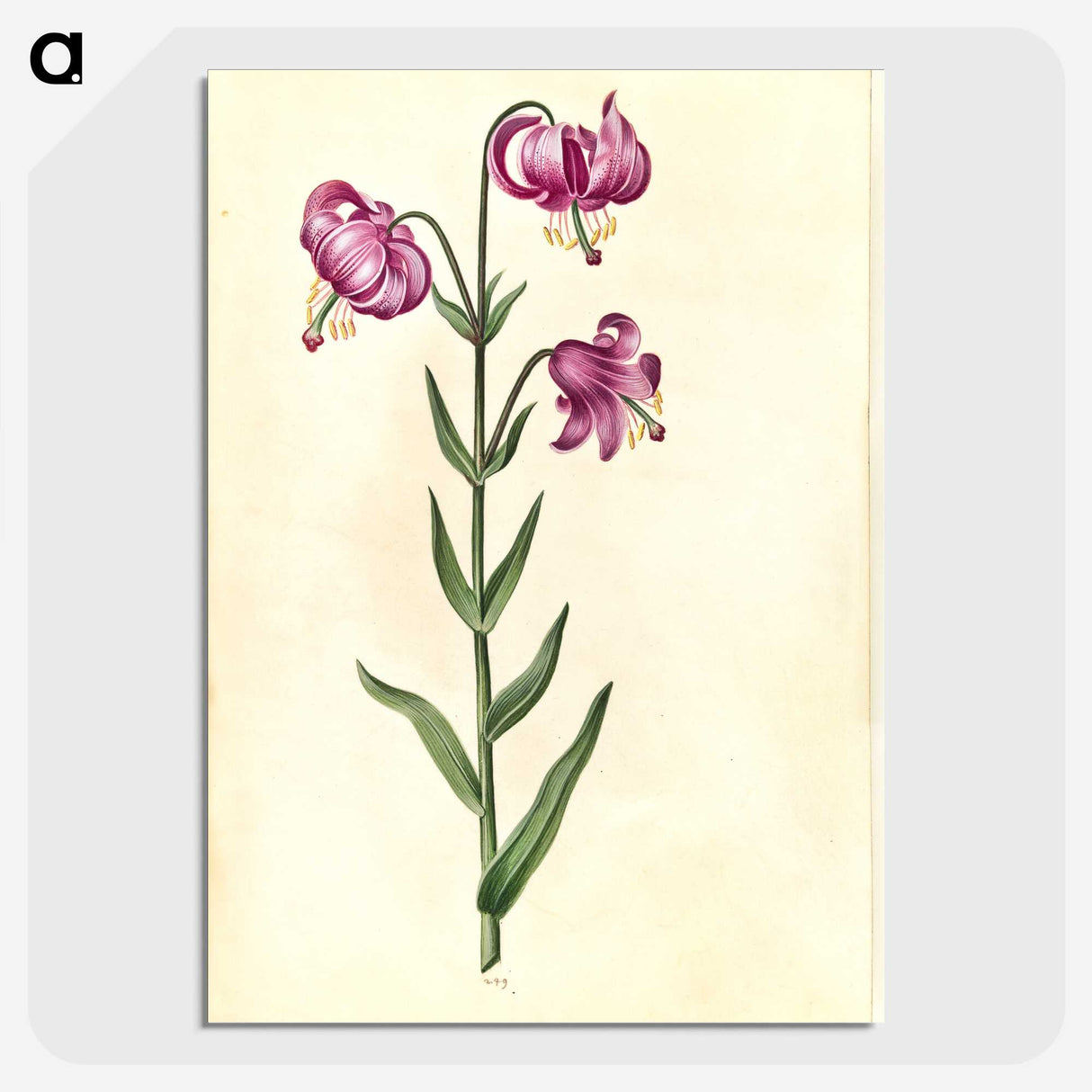 2-26_Maria-Sibylla-Merian_picture-crop