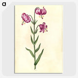 2-26_Maria-Sibylla-Merian_picture-crop