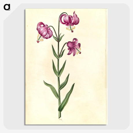 2-26_Maria-Sibylla-Merian_picture-crop