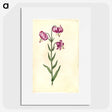 2-26_Maria-Sibylla-Merian_picture