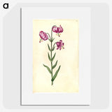 2-26_Maria-Sibylla-Merian_picture
