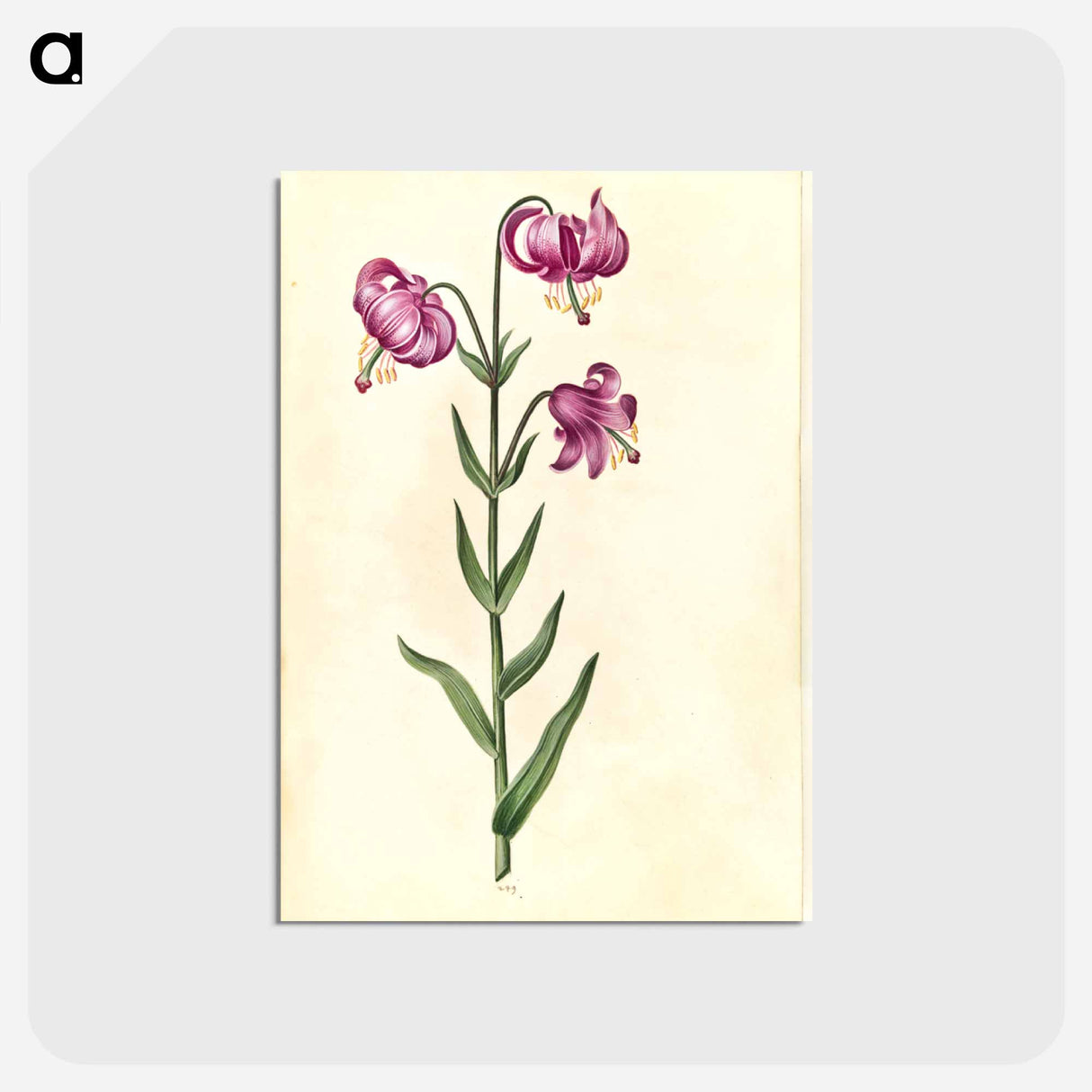 アートポストカード-Lilium Martagon
 - マリア ジビーラ メーリアン Postcard.