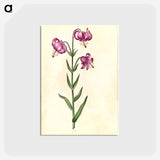 アートポストカード-Lilium Martagon
 - マリア ジビーラ メーリアン Postcard.