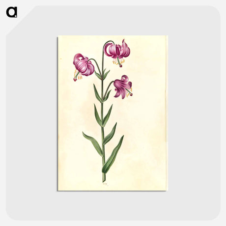 アートポストカード-Lilium Martagon
 - マリア ジビーラ メーリアン Postcard.
