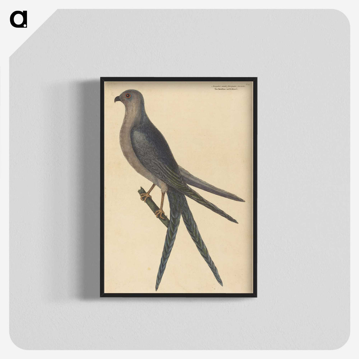 2-26_Mark-Catesby_blk-crop