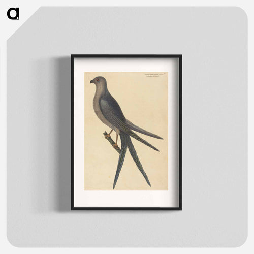 The Swallow Tail Hawk
 - マーク ケイツビー Poster.