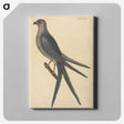 2-26_Mark-Catesby_canvas