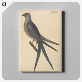 2-26_Mark-Catesby_canvas